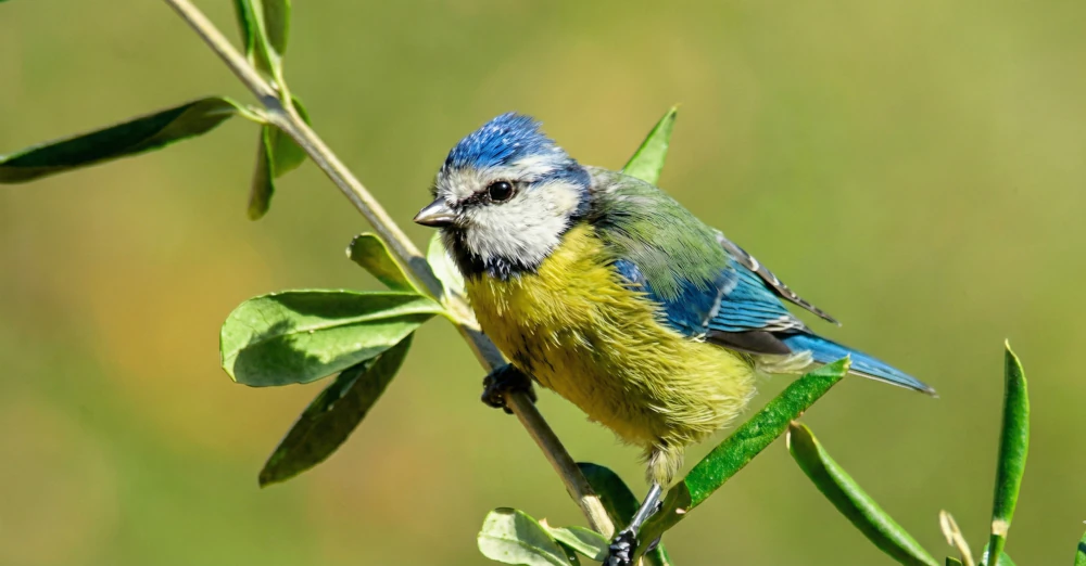 Turismo ornitológio